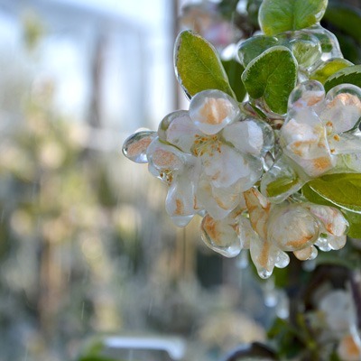 Naturhof-Wolfsberg_Frostschutzberegnung_400x400_2 Moderne Technik im Obstbaubetrieb: Frostschutzberegnung. Blüten, die mit Eis überzogen sind.