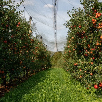 Naturhof-Wolfsberg_Impressionen_Apfelplantage-im-Spaetsommer_400x400 Obstplantage im Spätsommer, reife Äpfel am Baum