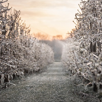 Naturhof-Wolfsberg_Impressionen_Apfelplantage-im-Winter_400x400 Obstplanatage im Winter
