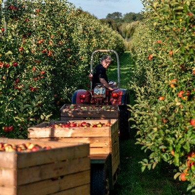 Naturhof-Wolfsberg_Impressionen_Die-Ernte-wird-abgeholt_400x400 Andreas Mager fährt den Traktor, Kisten voller frisch geerntet Äpfel hinter sich her ziehend durch die Plantage